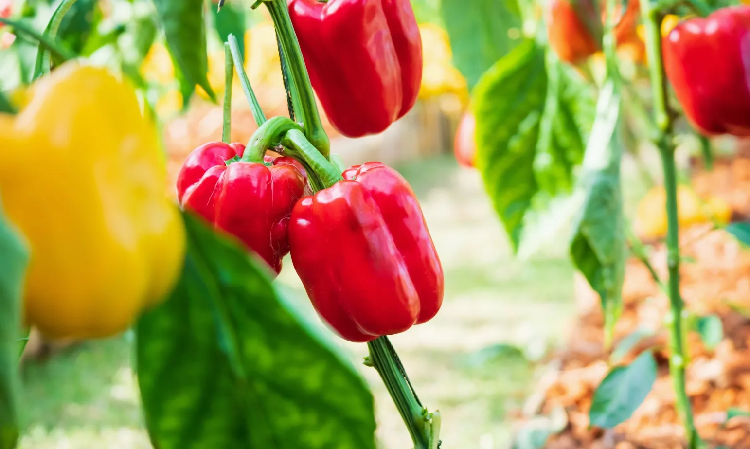 Improving Water Use Efficiency in Pepper Cultivation: Collaborative Efforts by Gardin Agritech and Bayer Crop Science