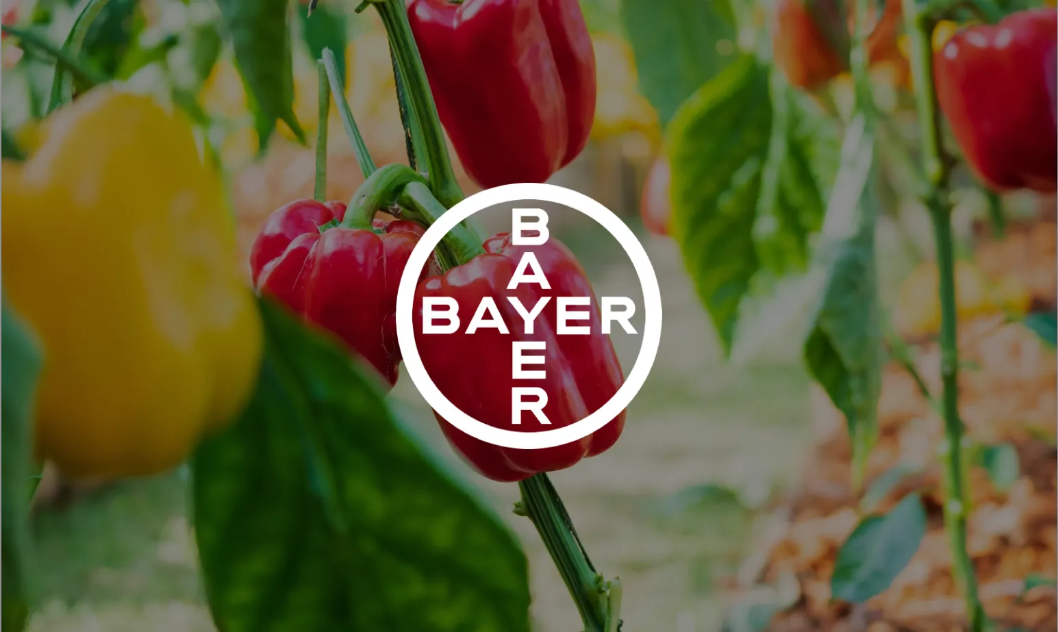 Bayer case study