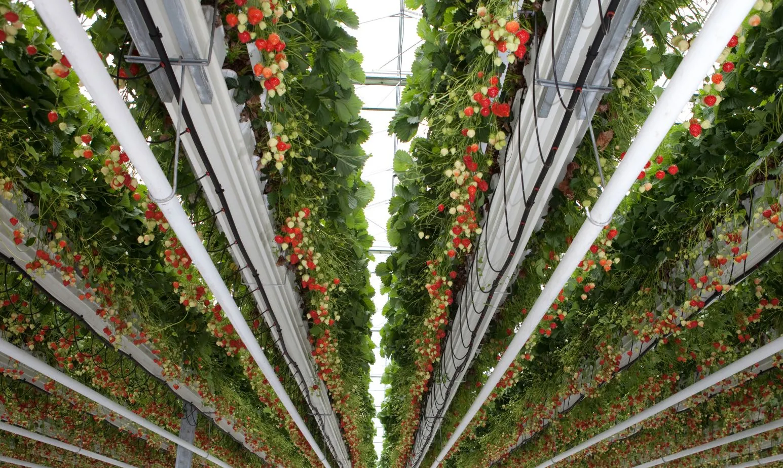 Delphy Strawberry site photography