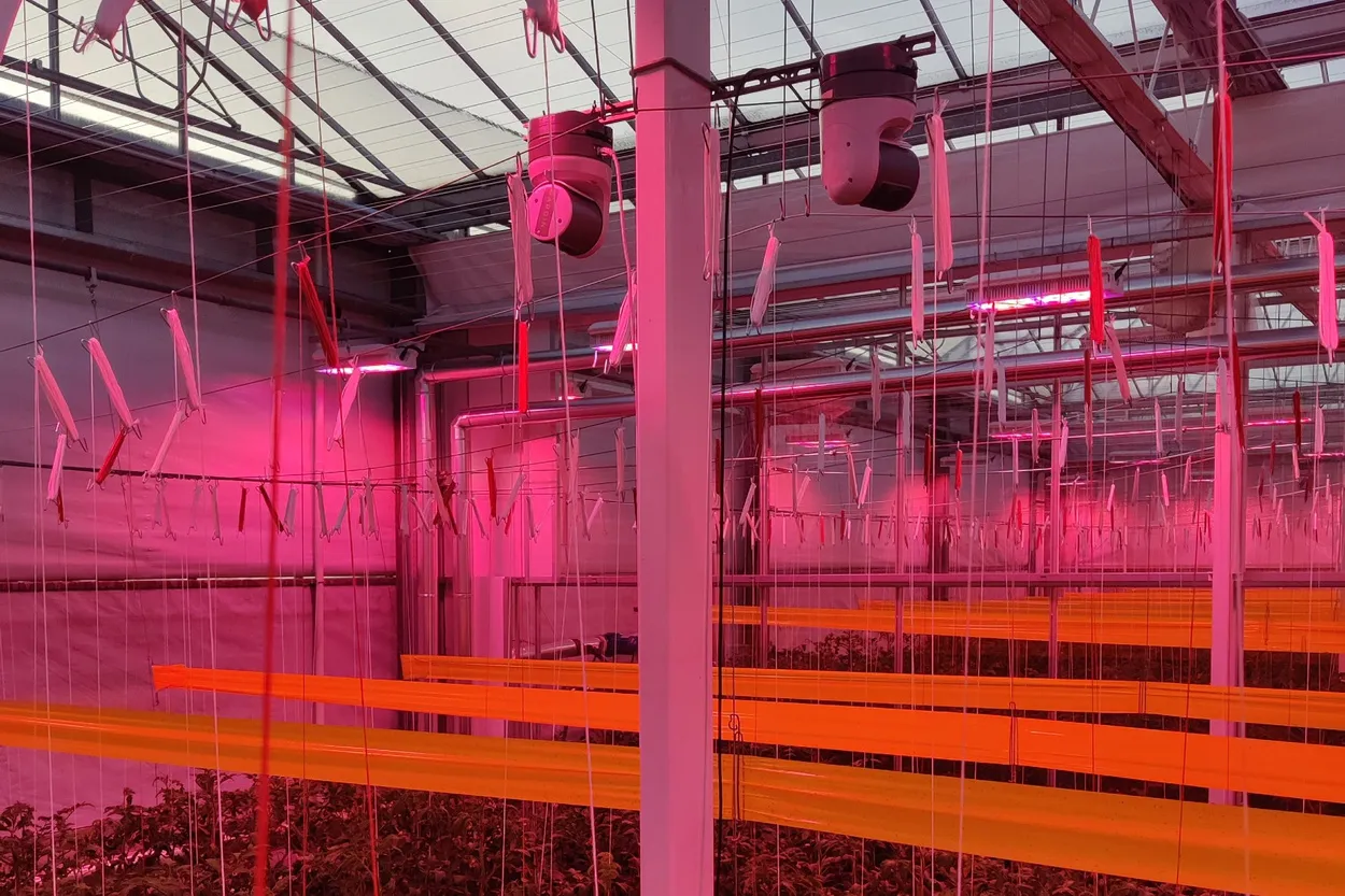 Belichtingskeuze tomatenteler: korte termijn energiebesparing of betere plantprestatie op lange termijn - GroentenNieuws.nl