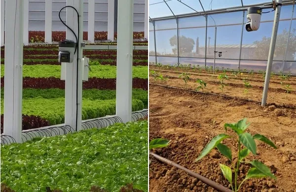 Left: Gardin sensor at FromBoer lettuce farm. Right: Gardin Sensor deployed into Bayer polytunnel.