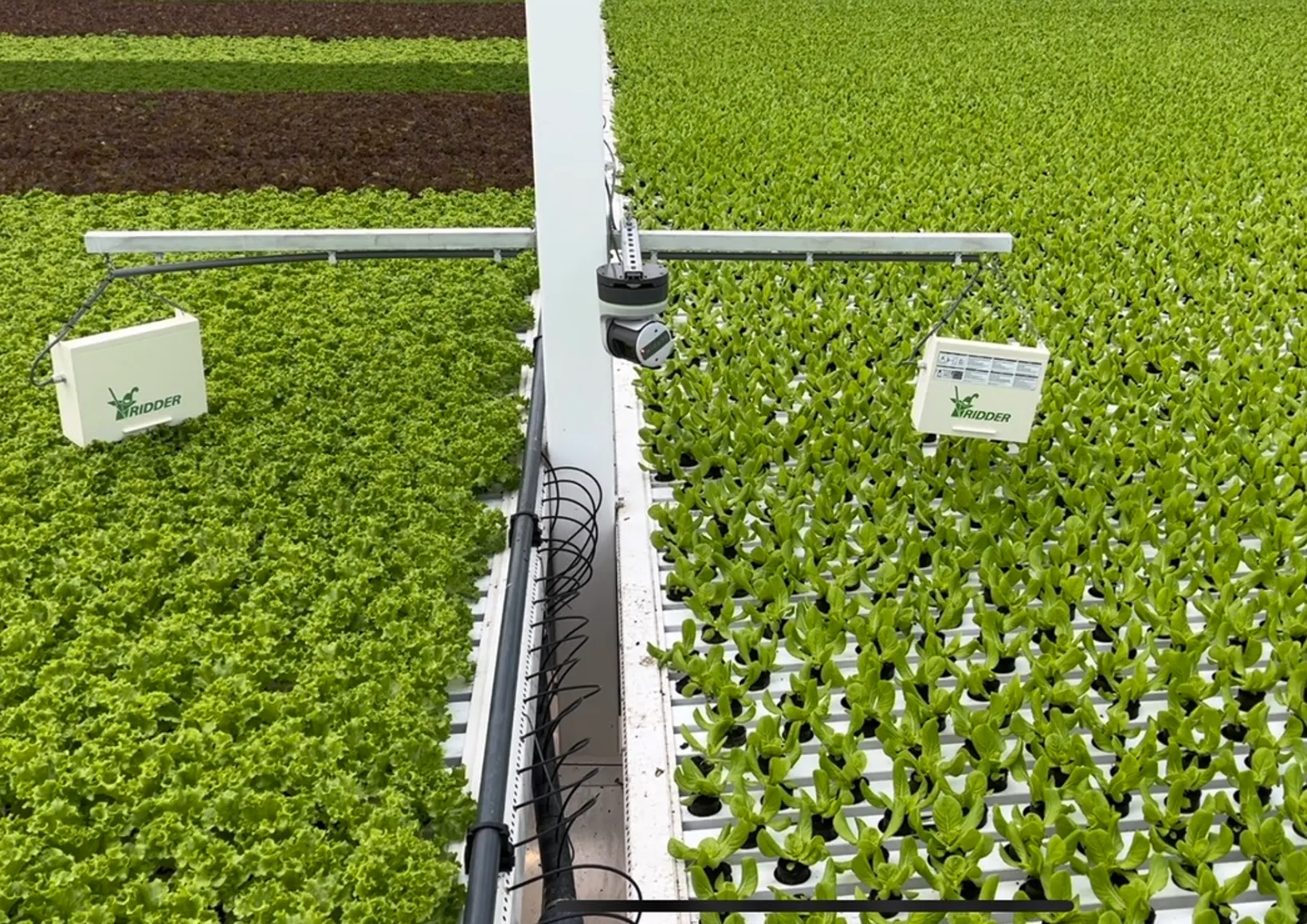 Gardin sensors alongside Ridder climate boxes at FromBoer in Dinteloord, Netherlands. Image Credit: Gardin