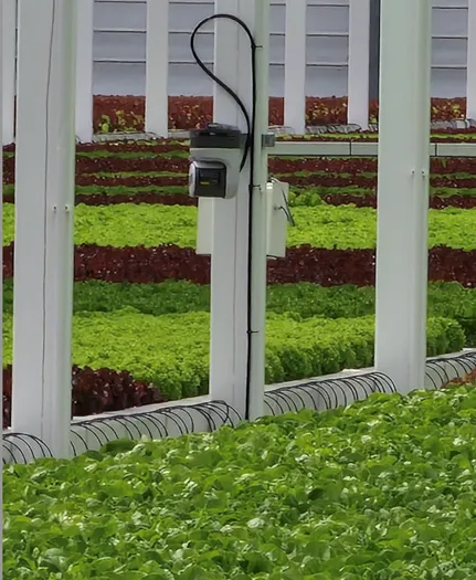 FromBoer and Gardin: a case study in plant driven growing