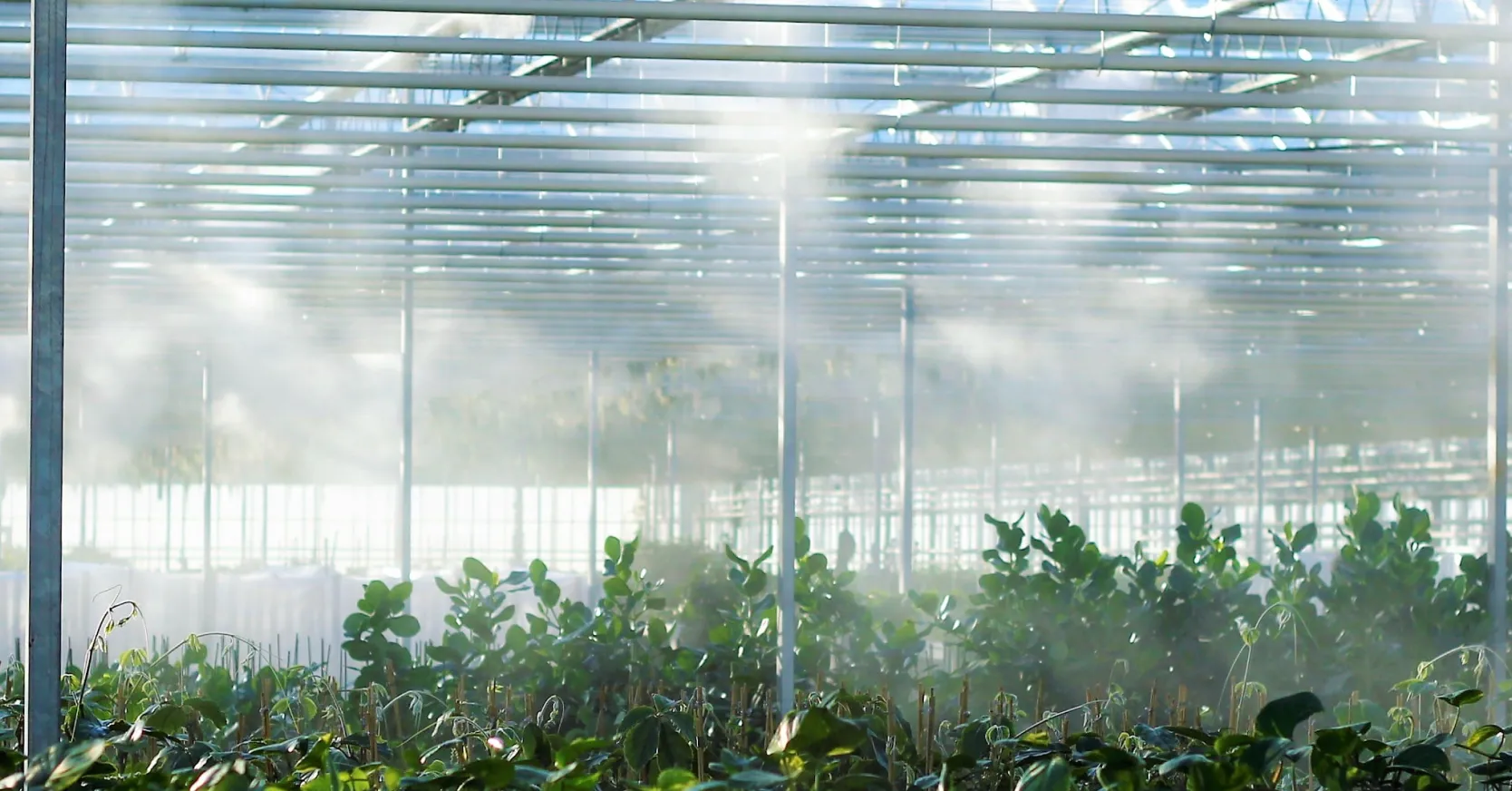What are the 6 Challenges Facing Glasshouses in 2023?