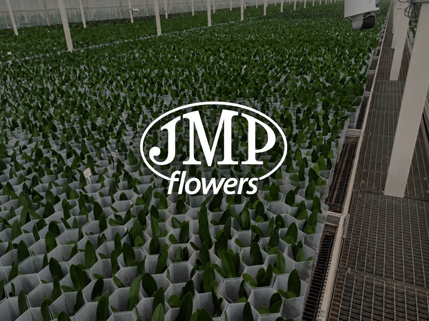 JMP Flowers case study