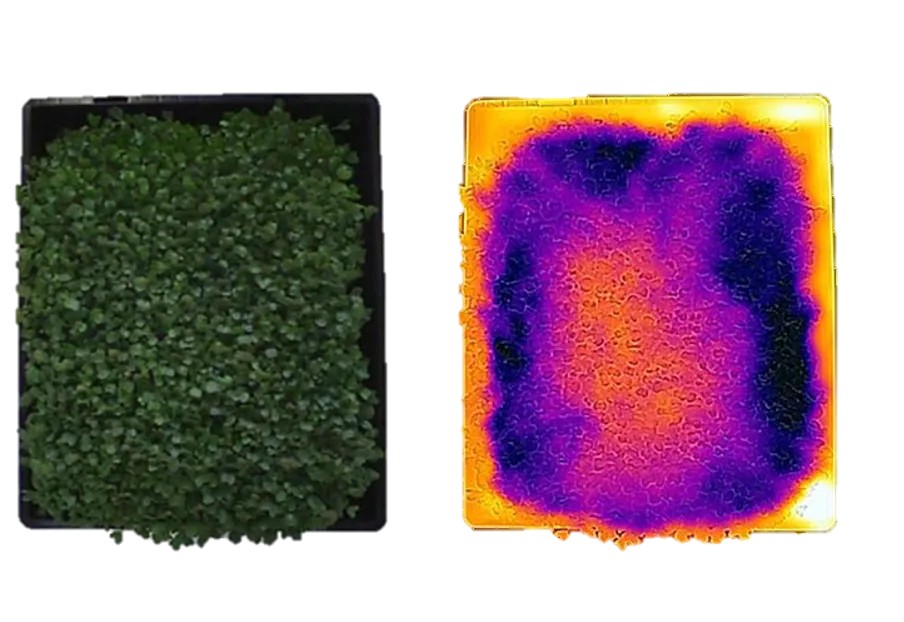 Tevan et al, 2021 - Left side image shows RGB capture of plant canopy, right side image shows thermal capture of same plants. Brighter colour indicates higher temperature.