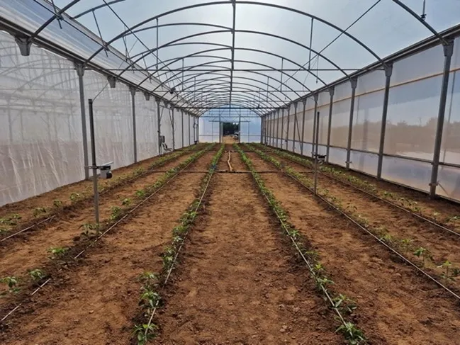 Close-up of a Gardin sensor monitoring pepper plants during the irrigation trial